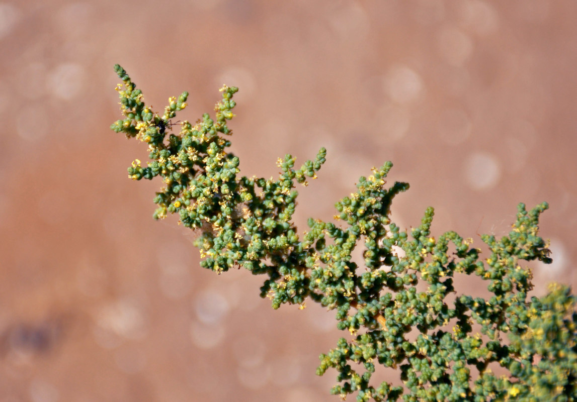 Изображение особи род Salsola.