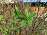 Philadelphus coronarius. Молодые побеги. Краснодарский край, Абинский р-н, ст-ца Холмская, у жилья. 11.03.2020.
