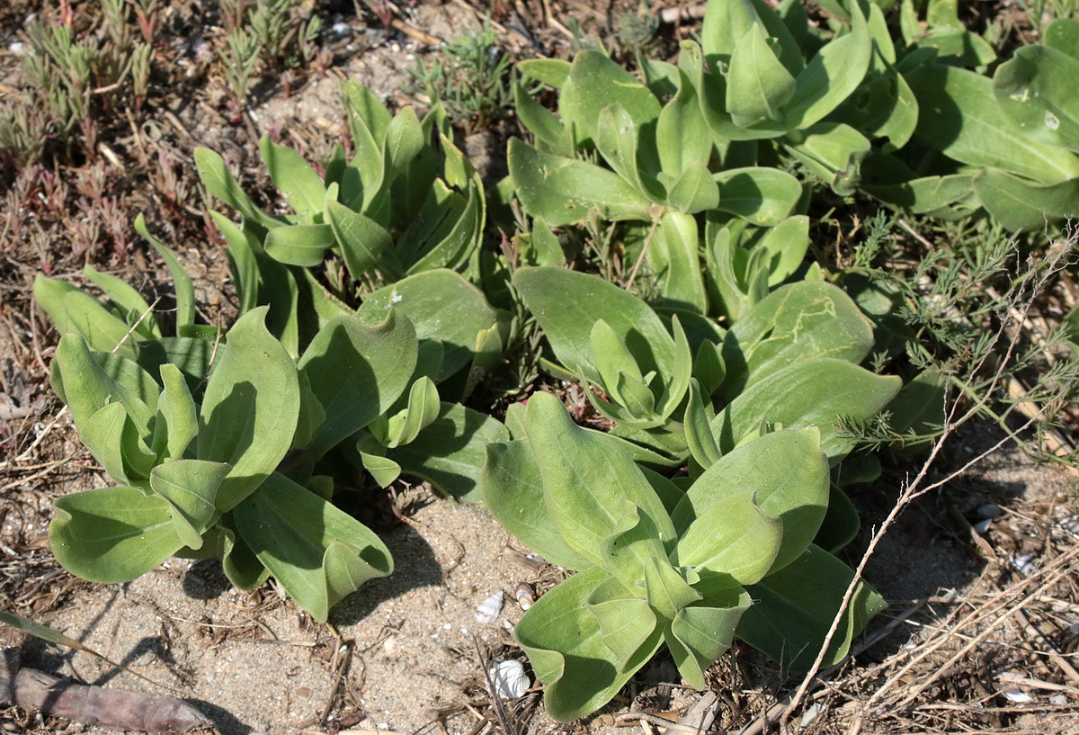 Image of Gypsophila perfoliata specimen.