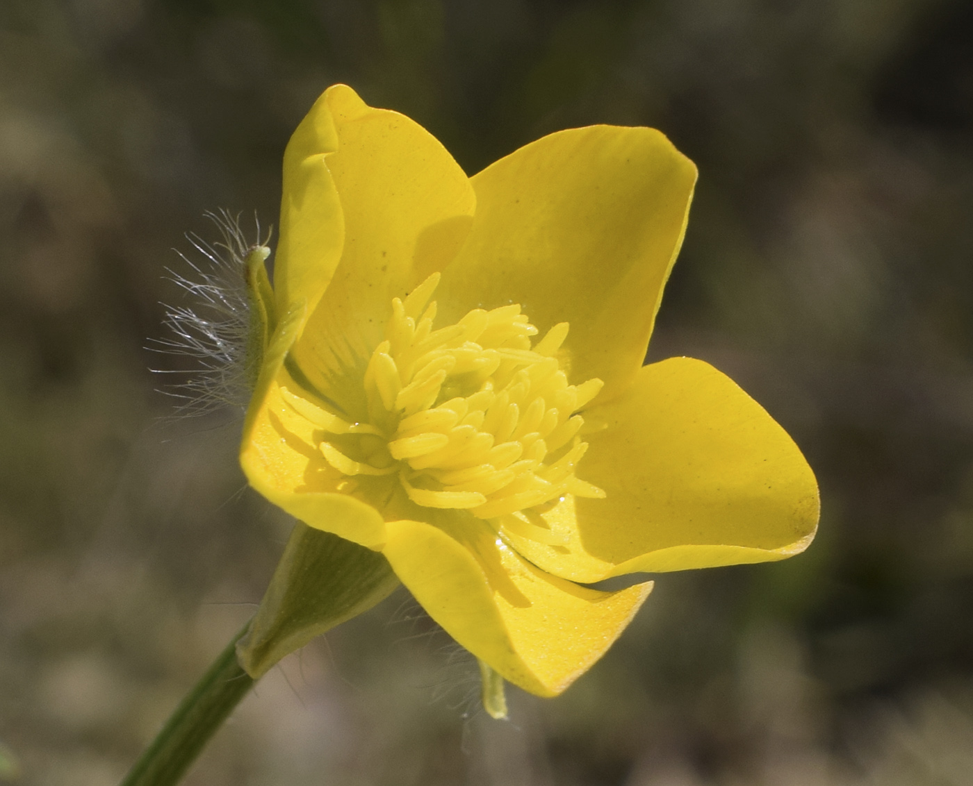 Изображение особи Ranunculus aleae.