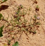 Spergularia rubra