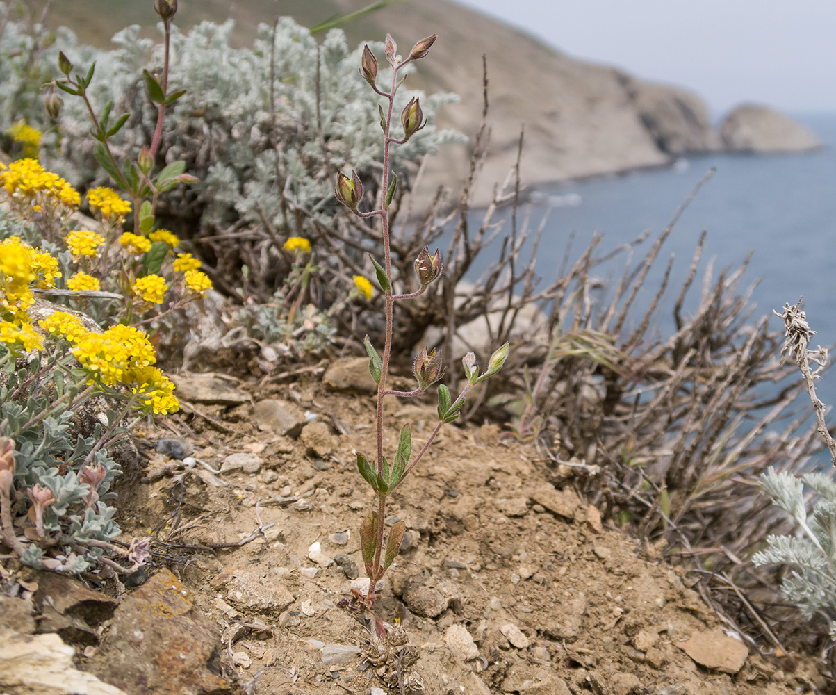 Image of Helianthemum salicifolium specimen.