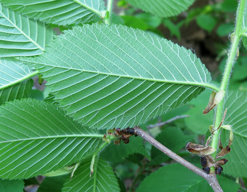 Image of Ulmus macrocarpa specimen.