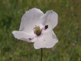 Papaver albiflorum. Цветок. Украина, Николаевская обл., Вознесенский р-н, окр. с. Актово, зап. берег р. Мертвовод, разнотравная степь. 30.05.2021.