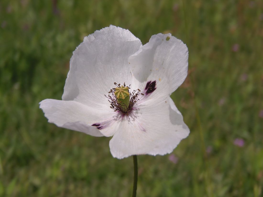 Изображение особи Papaver albiflorum.