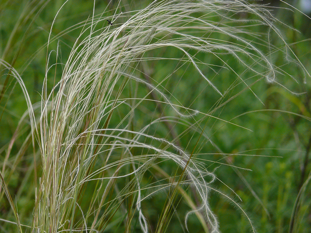 Изображение особи род Stipa.