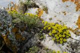 Alyssum lenense. Цветущие растения. Челябинская обл., Троицкий р-н, Кособродское сельское поселение, окр. пос. Каменка, долина р. Уй, вершина прибрежной возвышенности, щели в скальнике. 3 мая 2021 г.