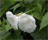 Calystegia sepium