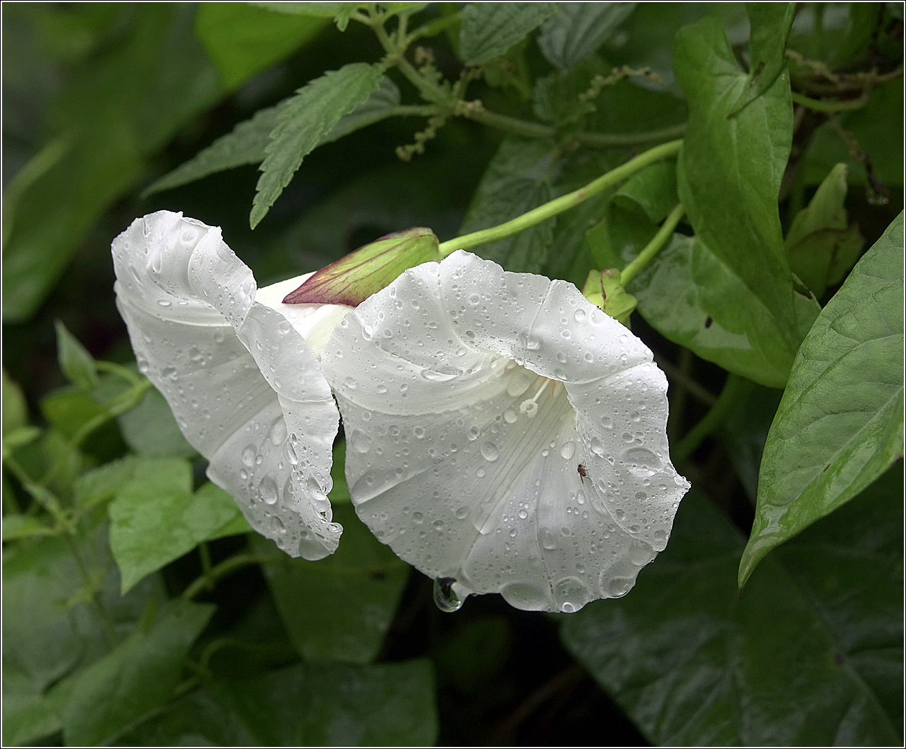 Изображение особи Calystegia sepium.