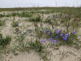 Campanula rotundifolia. Цветущие растения. Гыданский п-ов, побережье Обской губы, вершина холма, песчаная проплешина среди тундры. 06.08.2021.