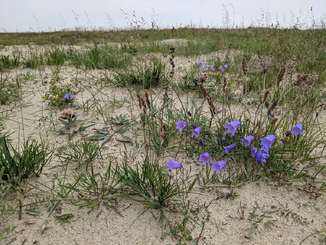 Изображение особи Campanula rotundifolia.