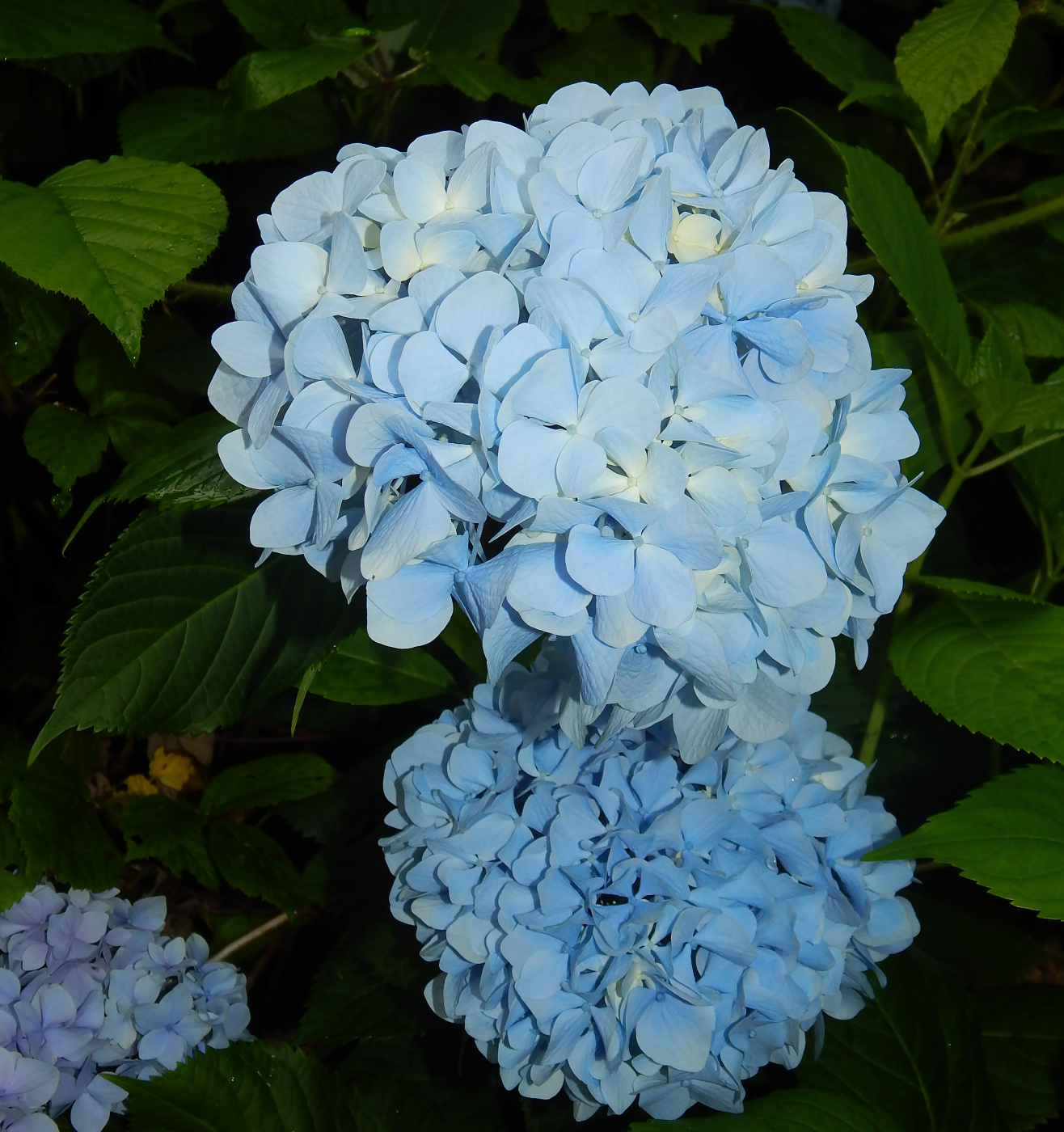 Image of Hydrangea macrophylla specimen.