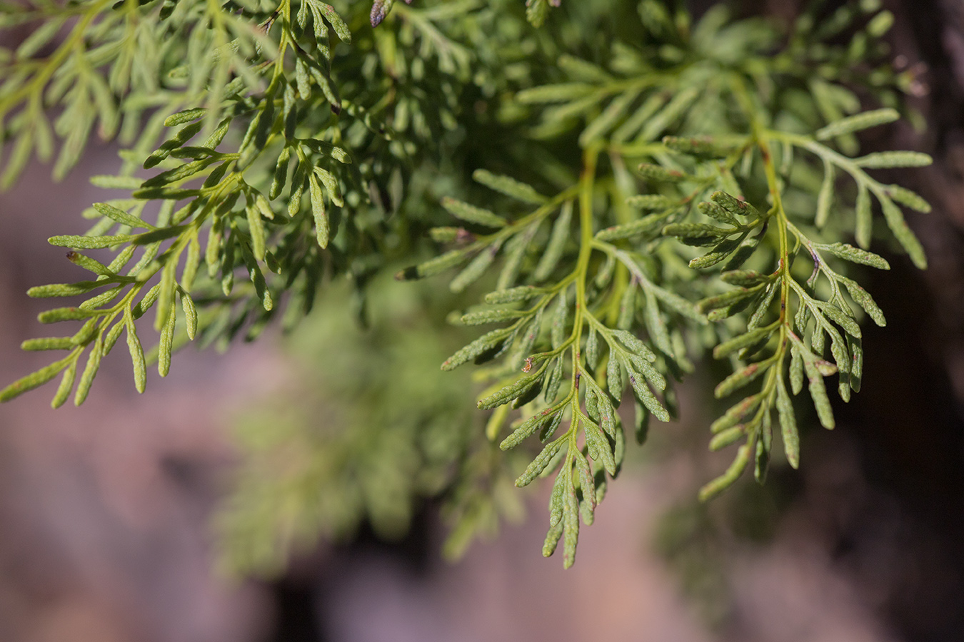 Image of Cryptogramma crispa specimen.