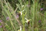 Ophrys apifera