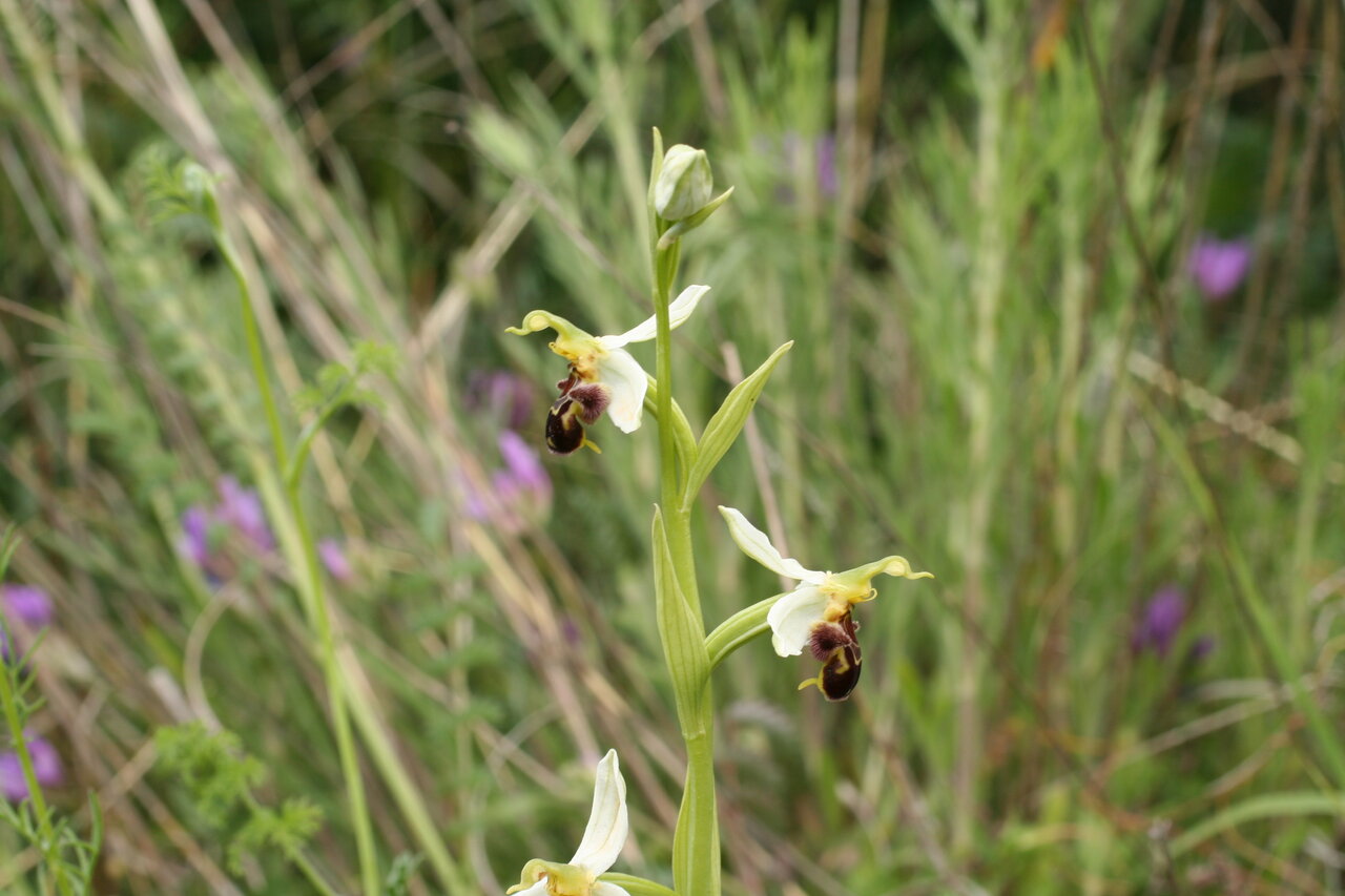 Изображение особи Ophrys apifera.