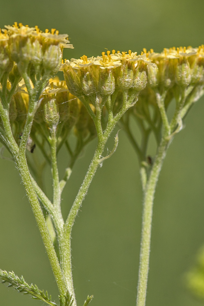 Изображение особи род Achillea.