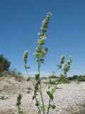 Nepeta cataria