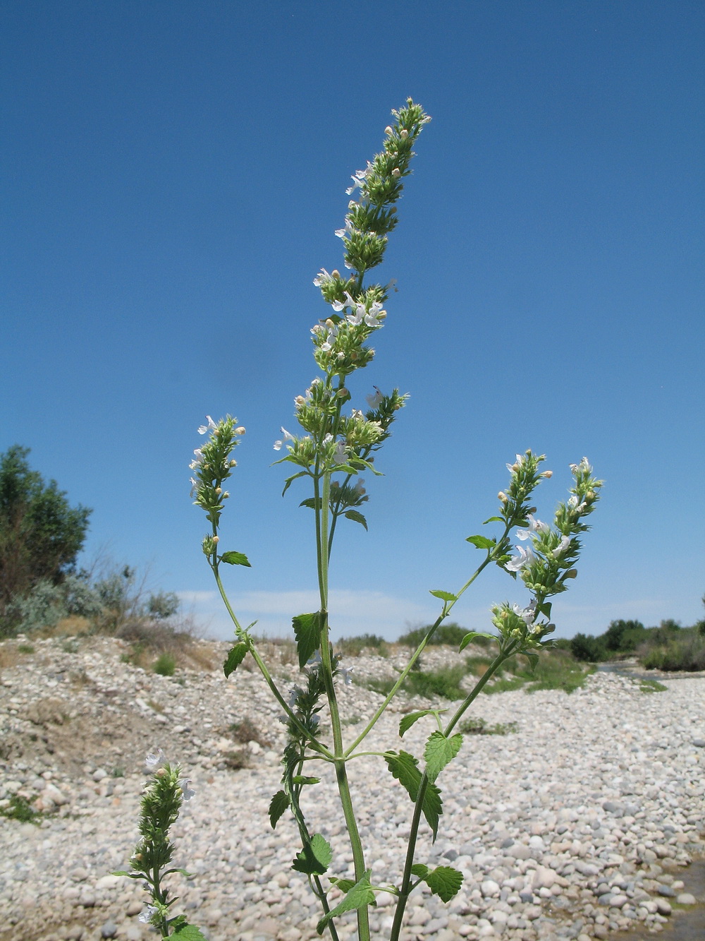 Image of Nepeta cataria specimen.