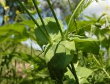 Cerastium davuricum