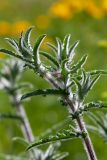 Centaurea procurrens. Верхушка побега. Израиль, г. Бат-Ям, пустырь. 12.03.2020.