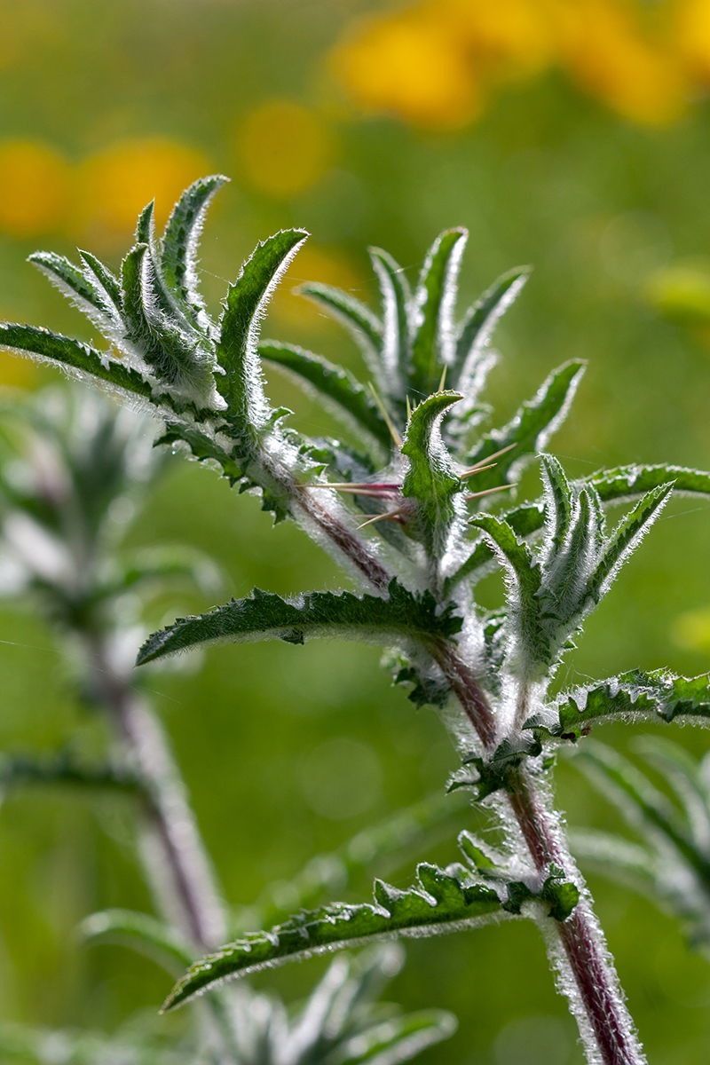 Image of Centaurea procurrens specimen.