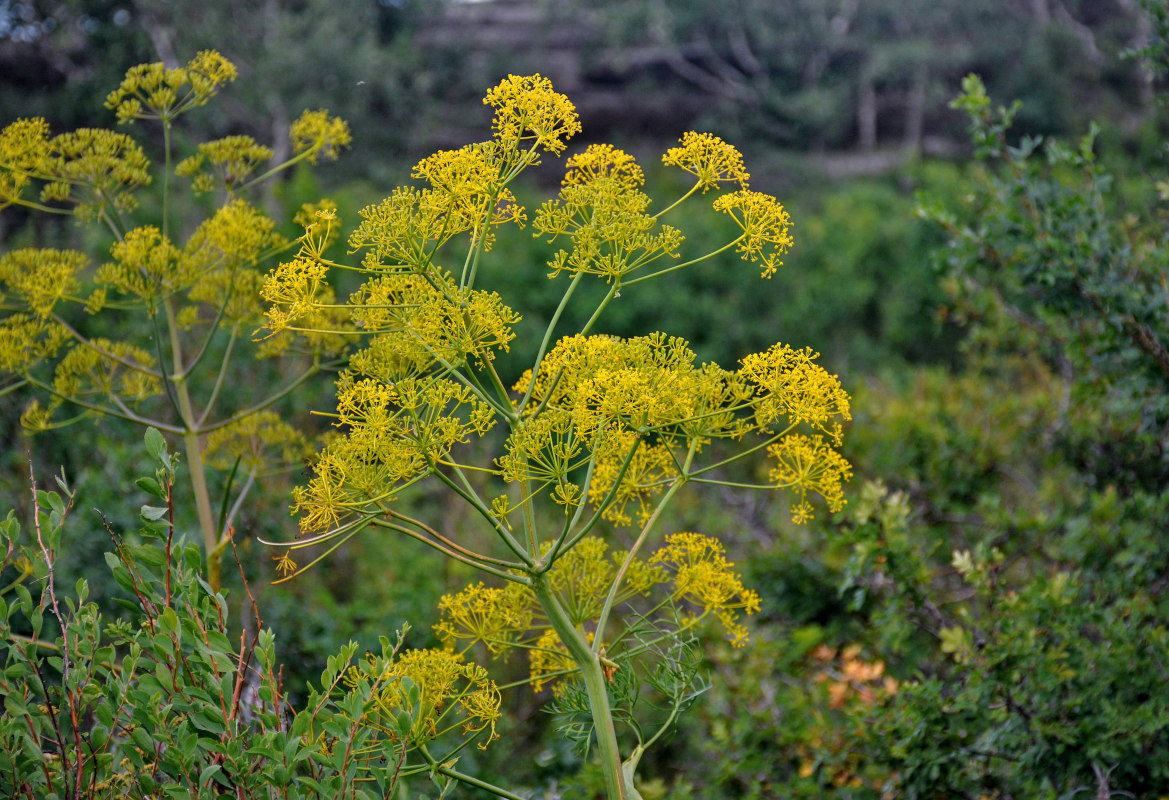 Изображение особи Ferula songarica.