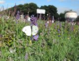 Lavandula angustifolia. Соцветие с бабочкой-капустянкой. Москва, Якиманка, ЦПКиО им. Горького, Партер, в культуре. 29.08.2020.