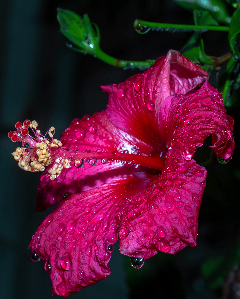 Image of Hibiscus rosa-sinensis specimen.