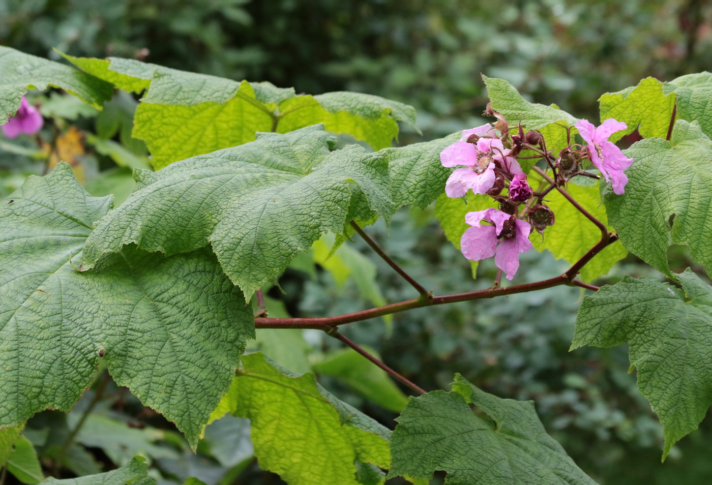 Image of Rubus odoratus specimen.