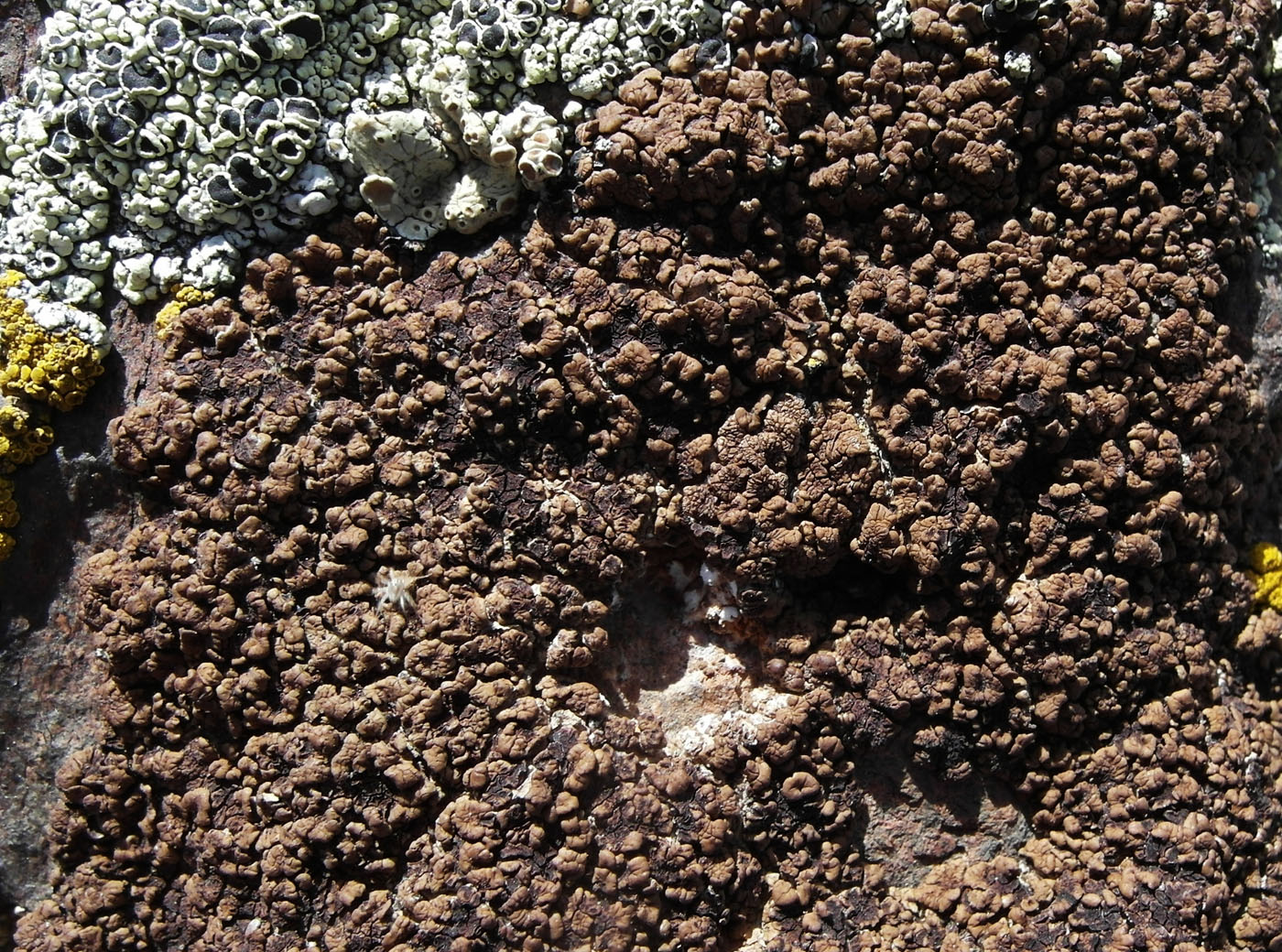 Image of genus Acarospora specimen.