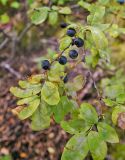 род Gaultheria. Ветвь с плодами. Аргентина, пров. Санта-Круз, нац. парк «Лос-Гласьярес», нотофагусовый лес у оз. Desierto. 14.03.2014.