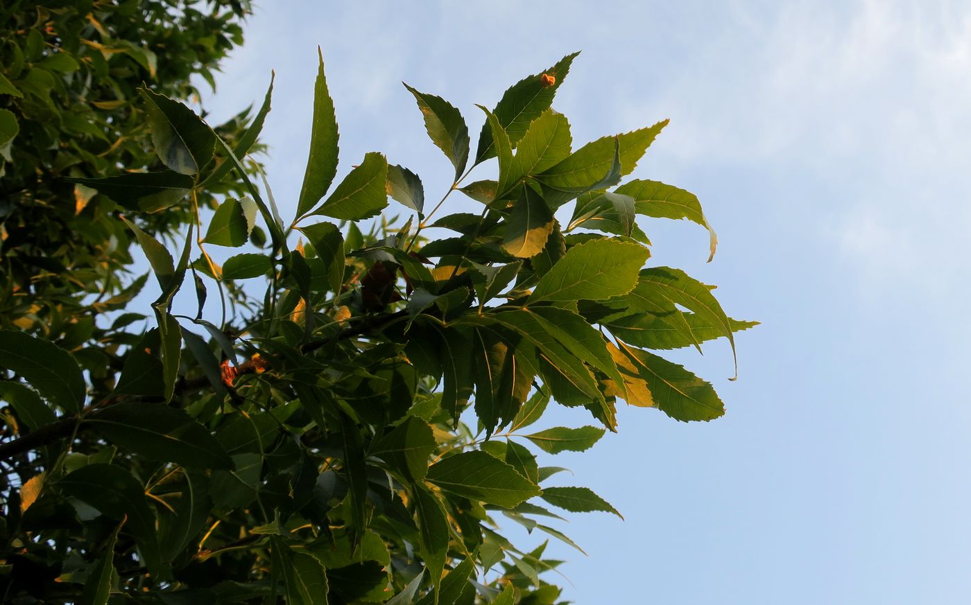 Image of genus Fraxinus specimen.