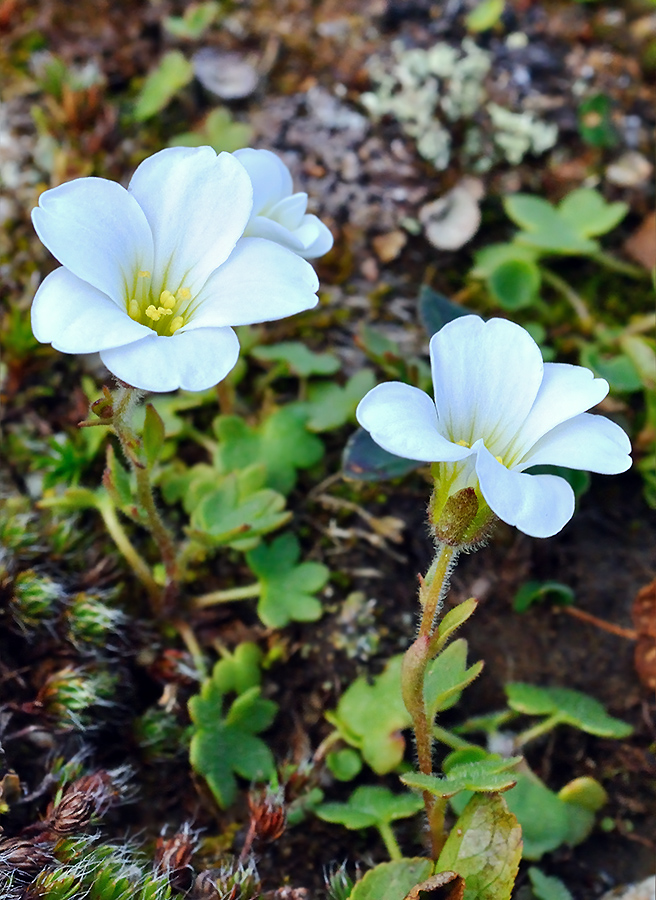 Изображение особи Saxifraga sibirica.