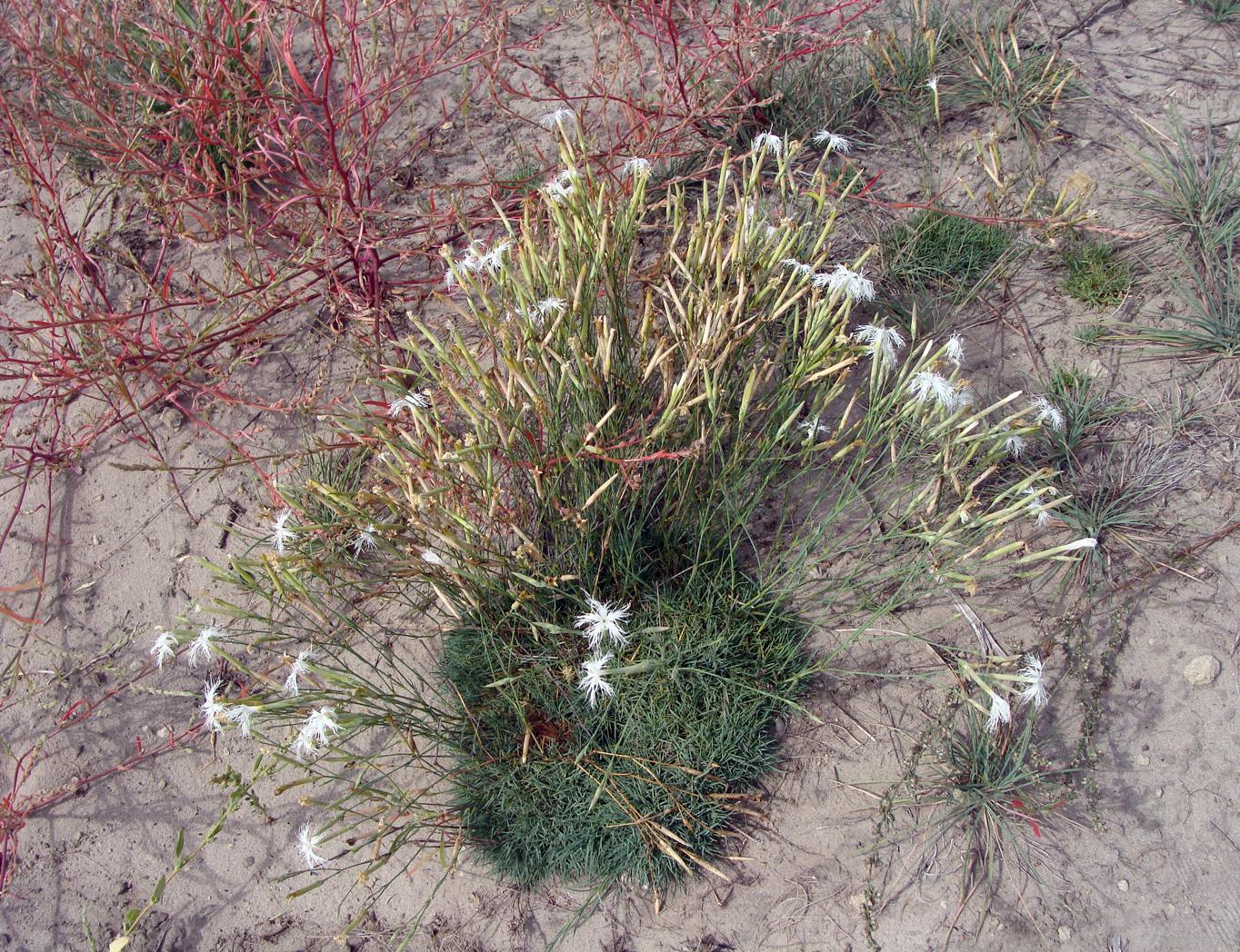 Image of Dianthus arenarius specimen.