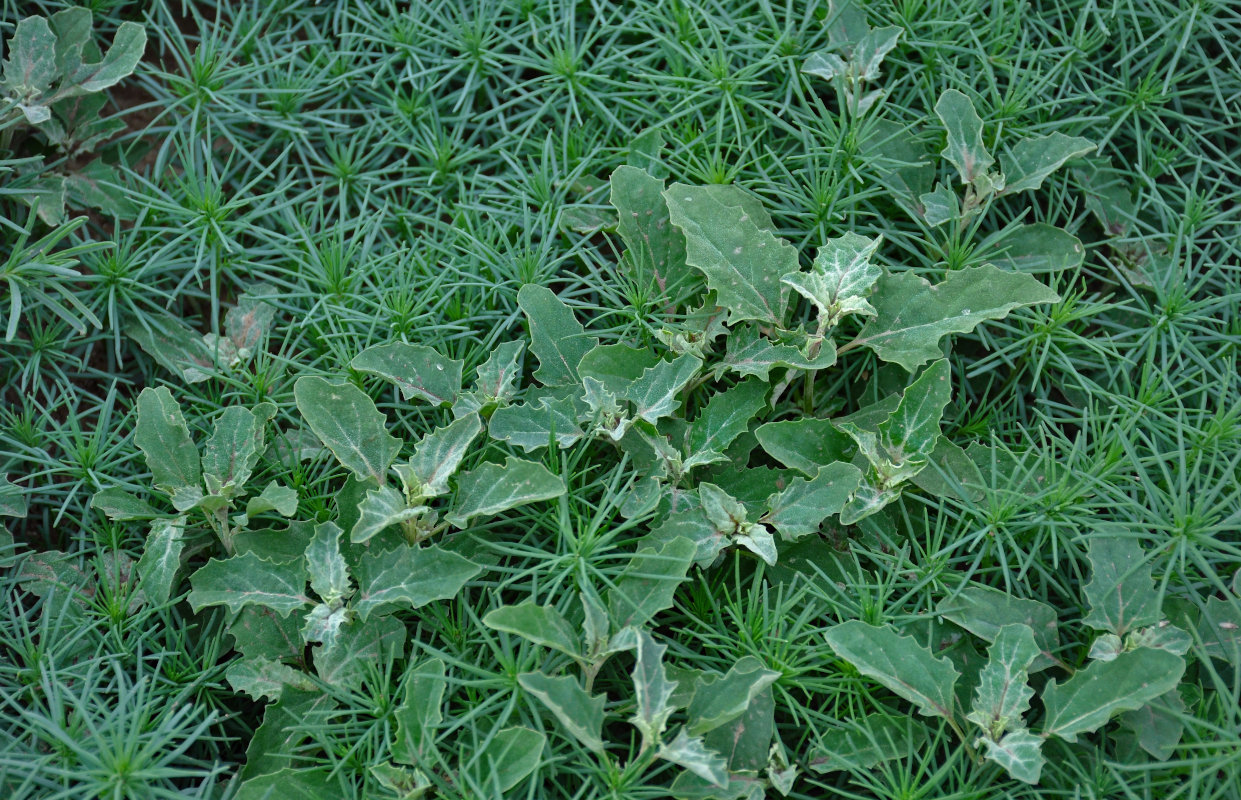 Image of Atriplex tatarica specimen.