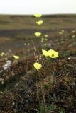 Papaver lapponicum подвид orientale. Цветущее растение. Таймыр, река Мамонт, склон долины реки, тундра. 4 августа 2013 г.