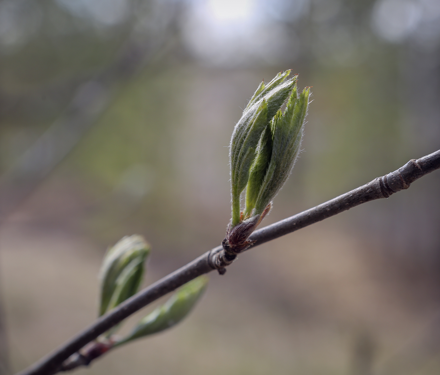 Изображение особи Sorbus aucuparia.