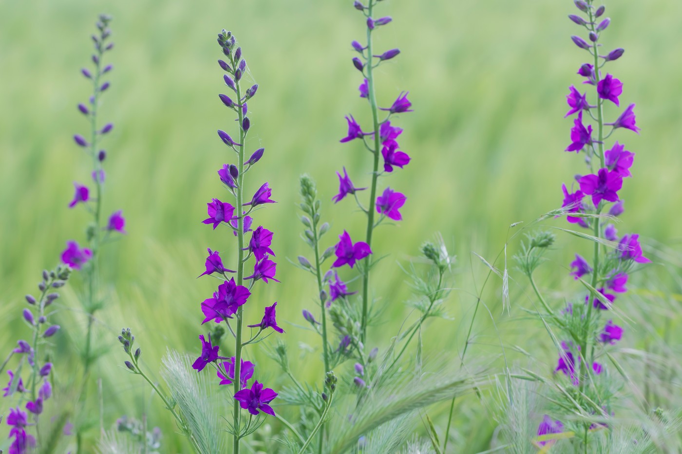 Изображение особи Delphinium hispanicum.