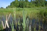 Typha latifolia. Вегетирующие растения (у правого верхушки листьев смяты). Калужская обл., Боровский р-н, окр. дер. Федорино, на тихом участке реки Межиха, возле берега, в воде. 7 июня 2022 г.