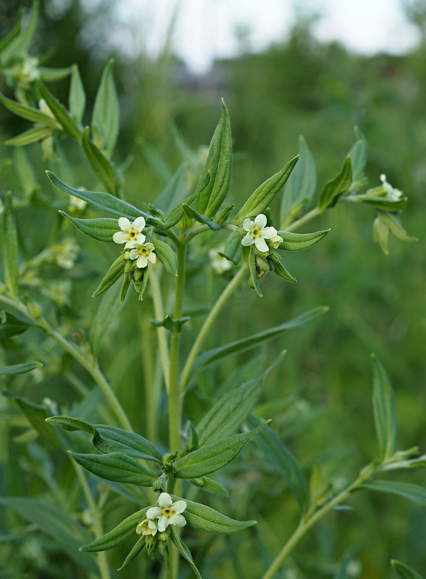 Image of Lithospermum officinale specimen.