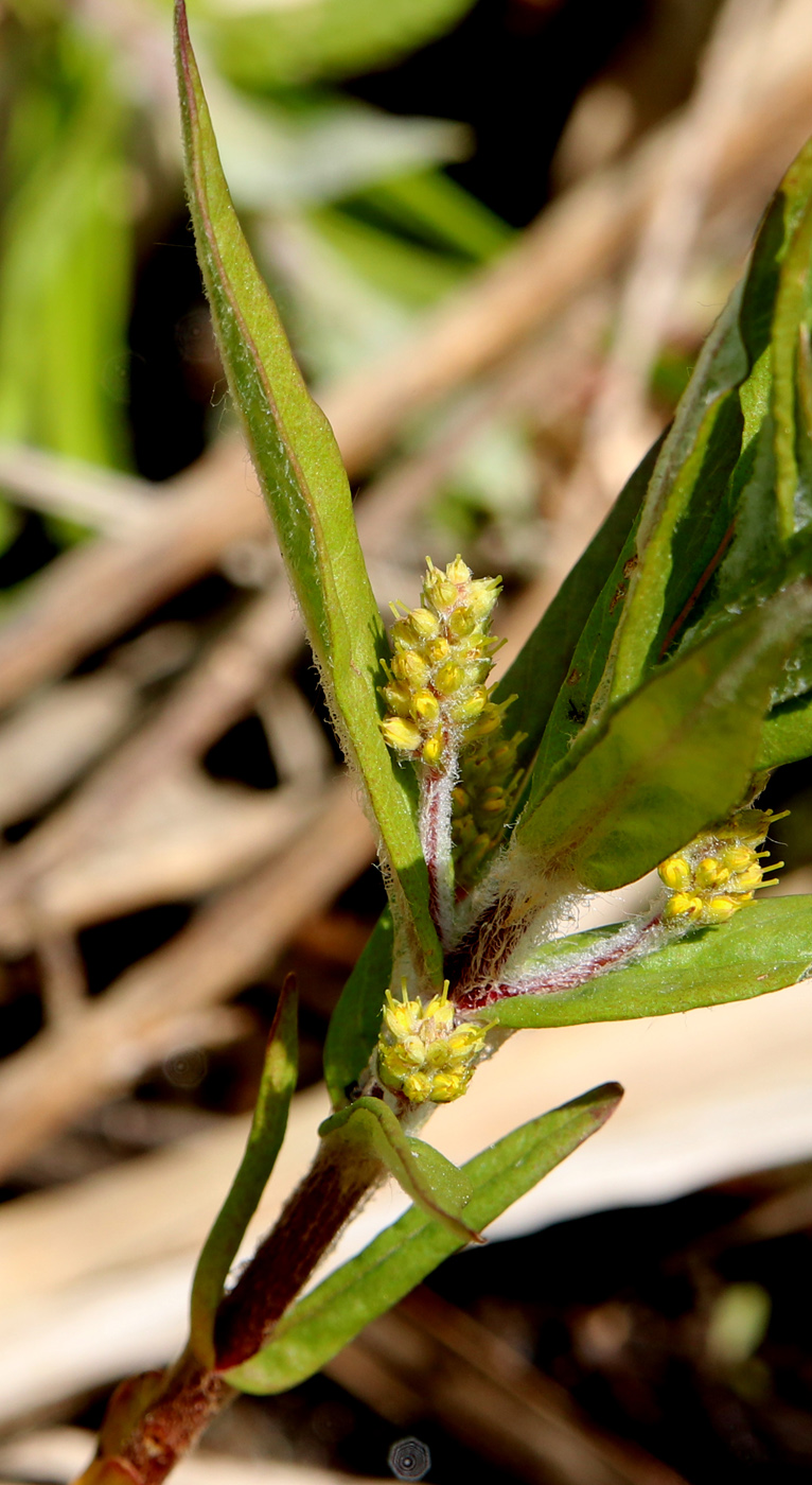 Image of Naumburgia thyrsiflora specimen.