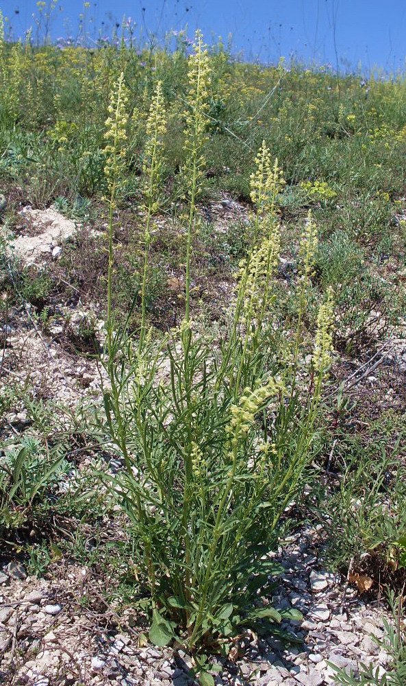 Изображение особи Reseda lutea.