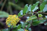 familia Asteraceae. Ветвь с соцветиями и листьями. Мадагаскар, провинция Туамасина, регион Алаотра-Мангоро, национальный парк \"Андасибе-Мантадия\". 14.10.2016.