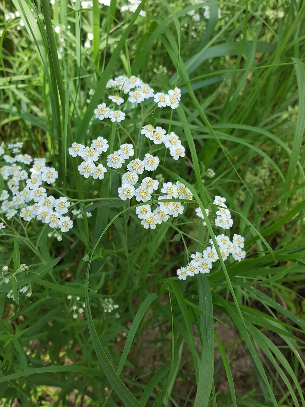 Image of Achillea salicifolia specimen.