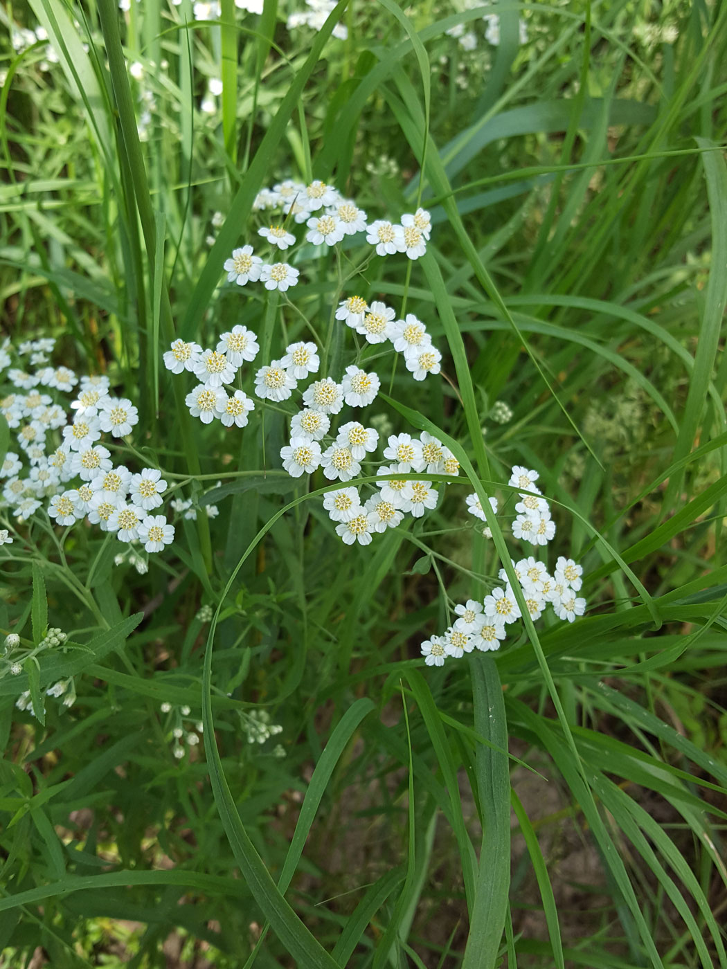 Изображение особи Achillea salicifolia.