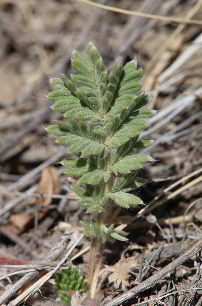 Изображение особи Potentilla sericea.