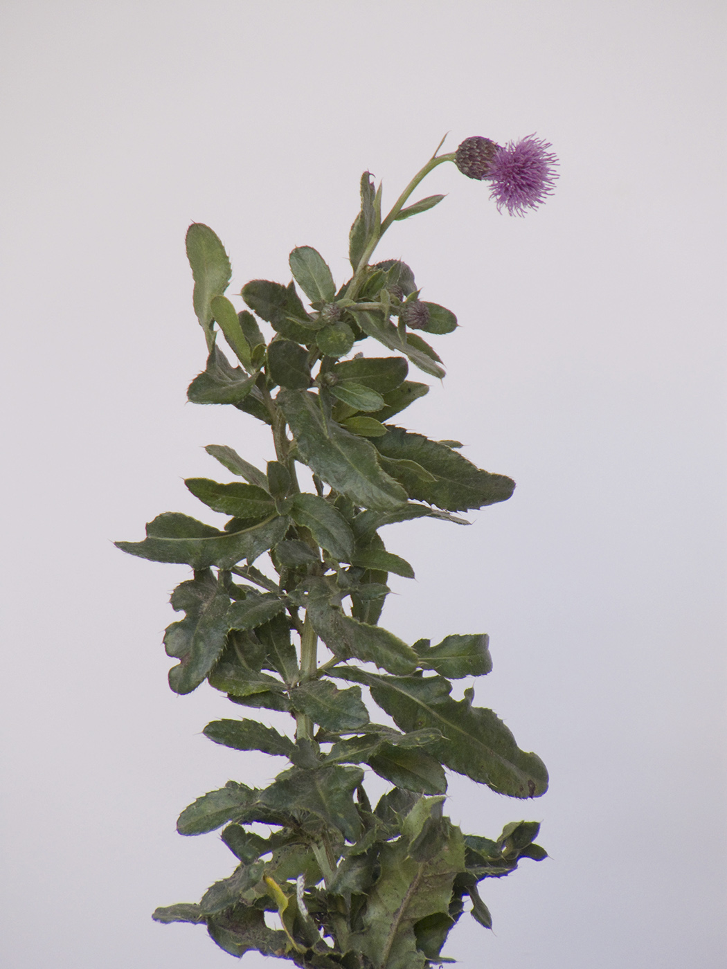 Image of Cirsium setosum specimen.