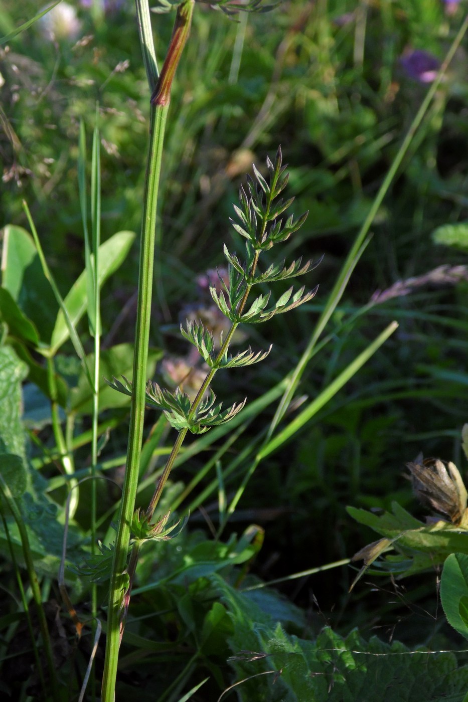 Изображение особи Pimpinella rhodantha.