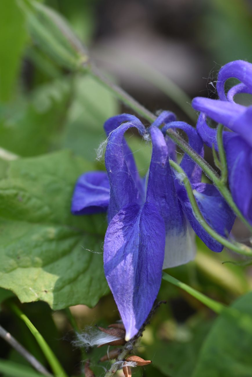 Изображение особи Aquilegia olympica.