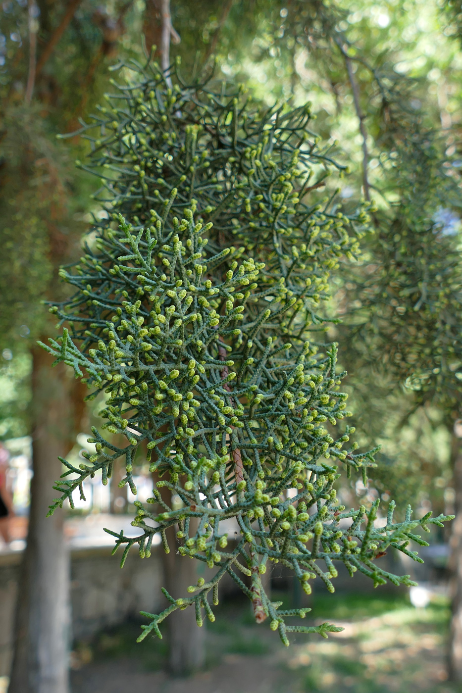 Image of Cupressus arizonica specimen.